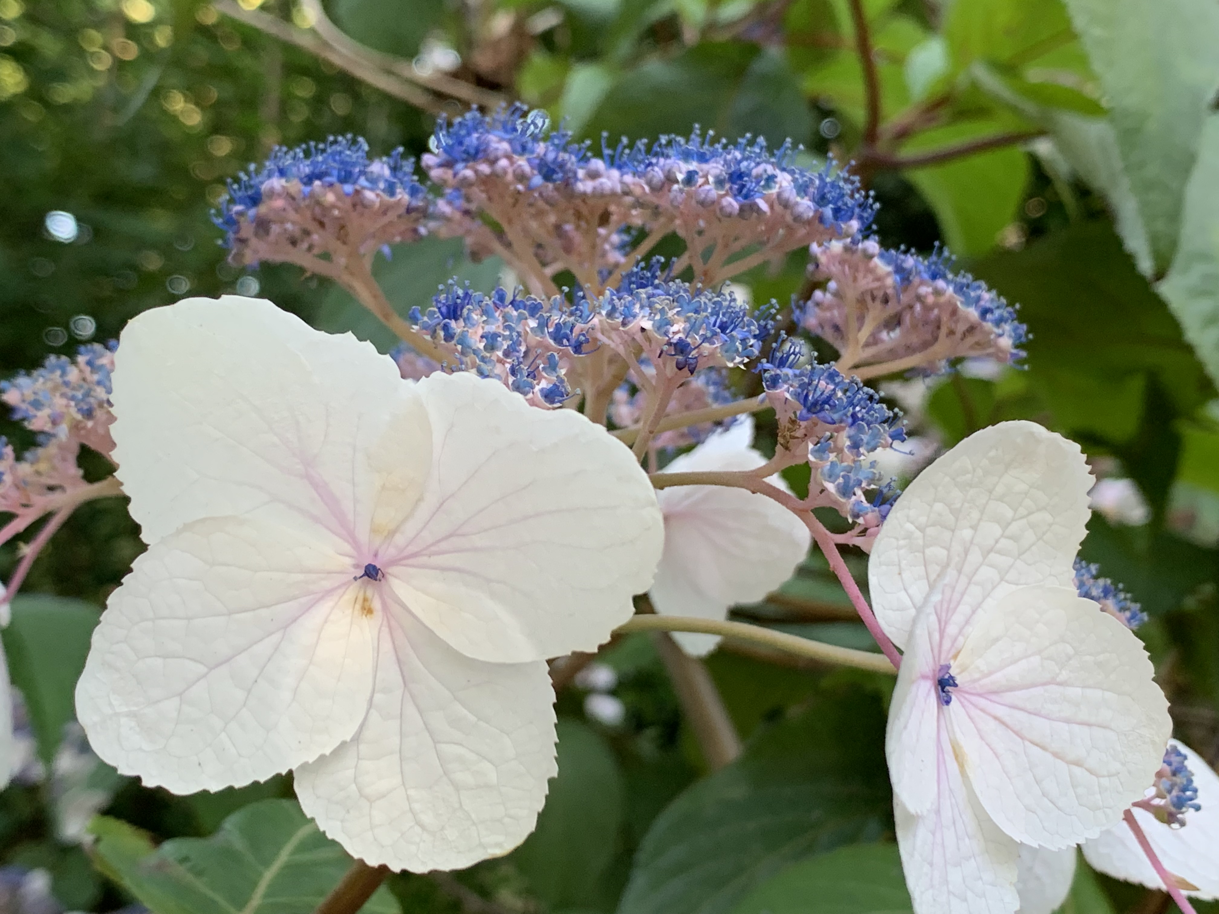 White House Farm Open Day on Hydrangea aspera – White House Farm