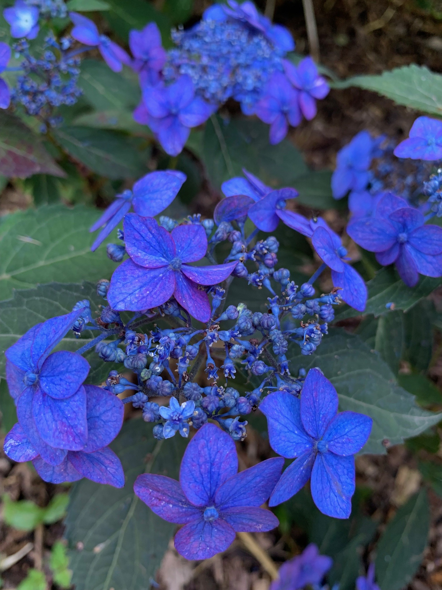 hydrangea様 リクエスト 3点 まとめ商品 Hydrangea Macrophylla Spike (PP 26826) – Hydrangeas Plus