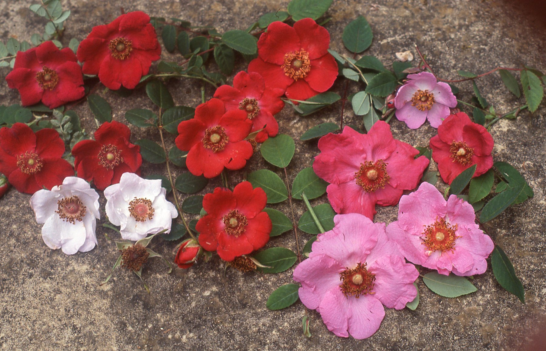 Wild roses in the garden – White House Farm Garden and Arboretum