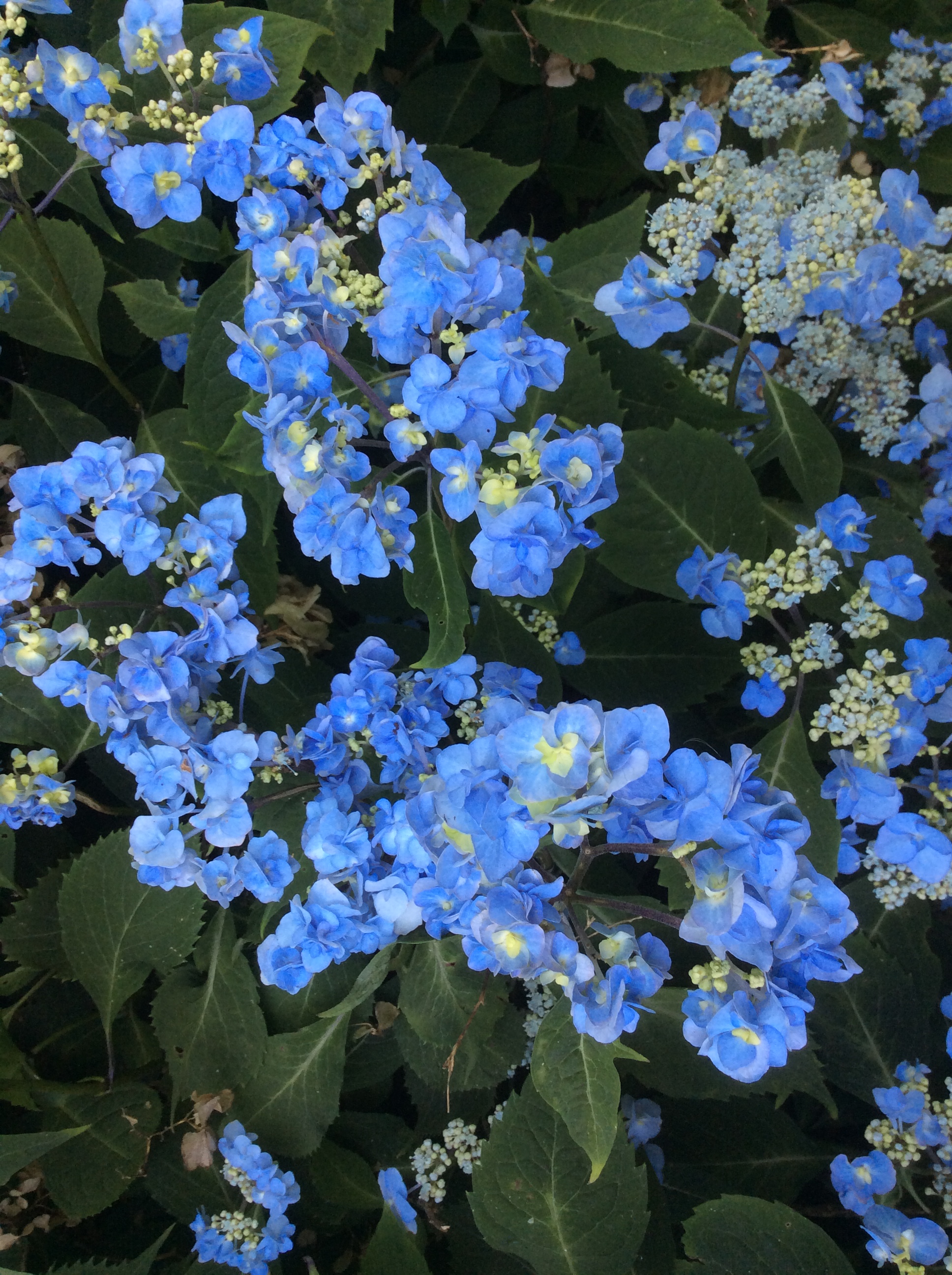 Pauridia serrata ssp.serrata 開花見込球 Hydrangea serrata: a lesson from Japan – White House Farm Garden
