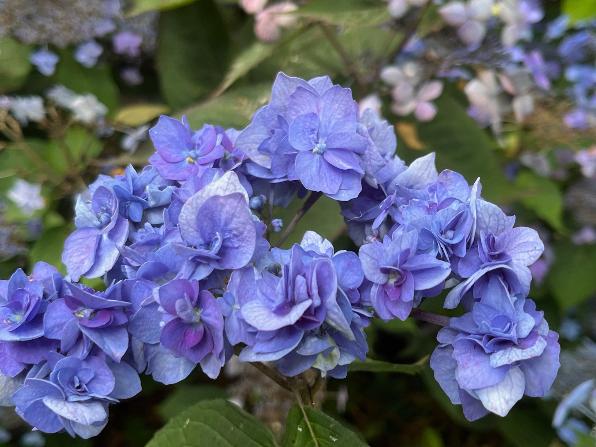 Hydrangea serrata: a lesson from Japan – White House Farm Garden