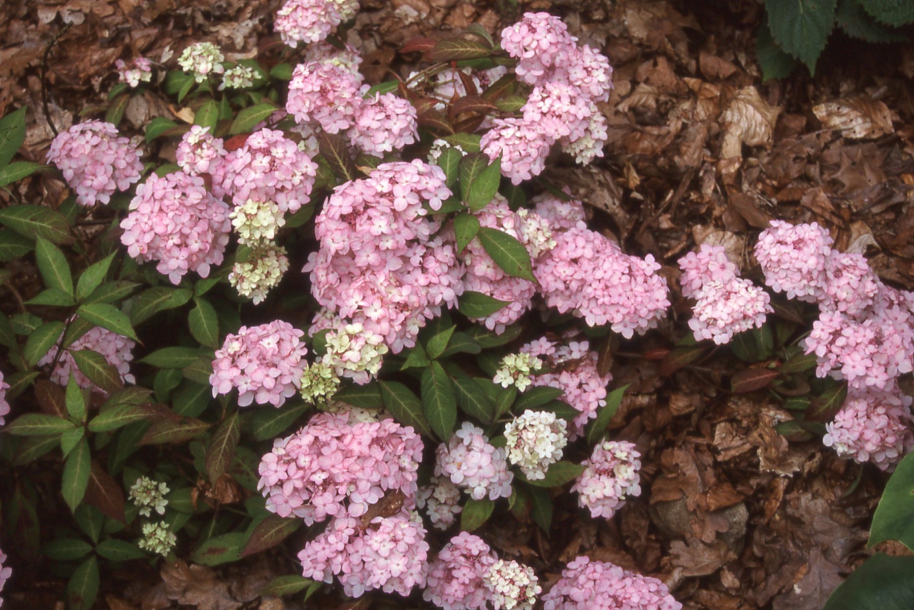 Hydrangea serrata: a lesson from Japan – White House Farm Garden