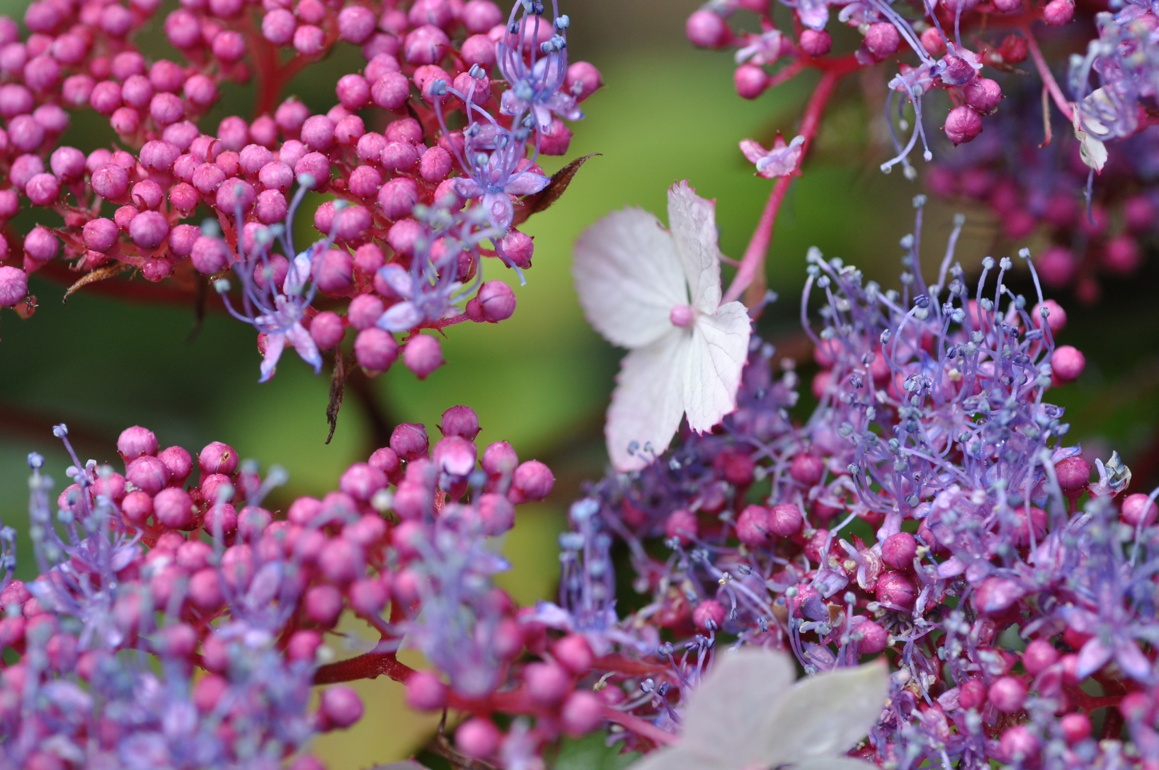 White House Farm Open Day on Hydrangea aspera – White House Farm
