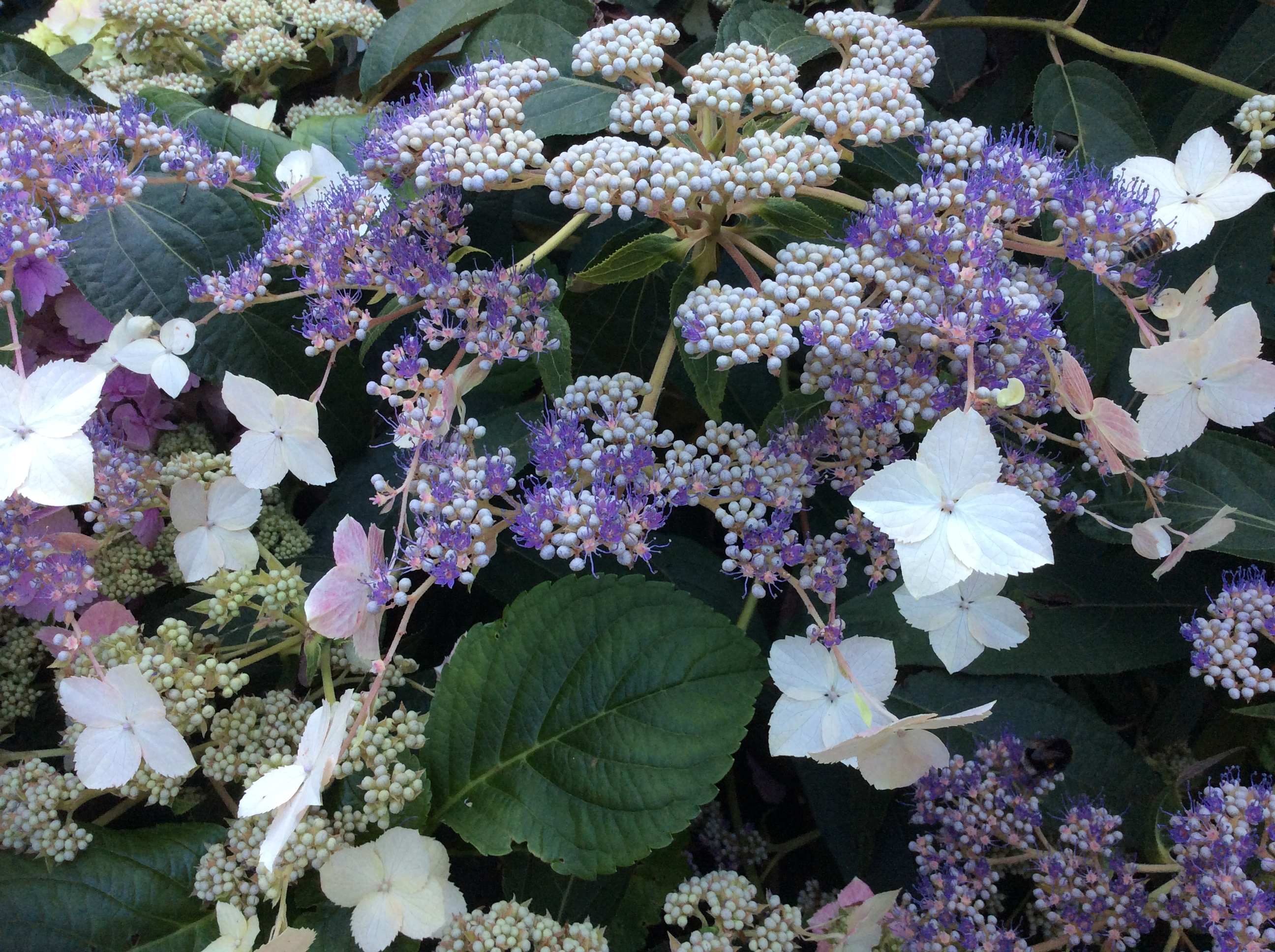 White House Farm Open Day on Hydrangea aspera – White House Farm