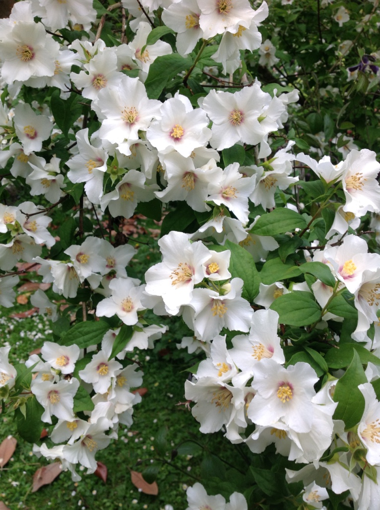 The variety and versatility of Philadelphus – White House Farm
