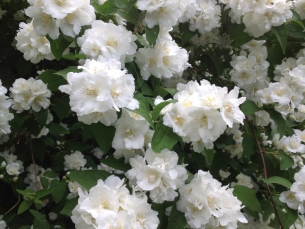 The variety and versatility of&nbsp;Philadelphus