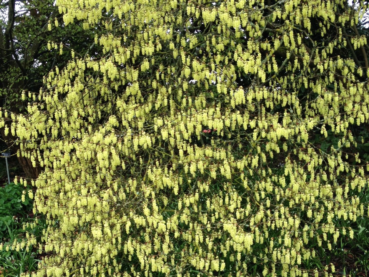 Corylopsis: a breath of&nbsp;spring