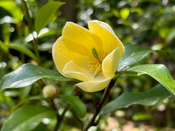 Evergreen Summer Magnolias