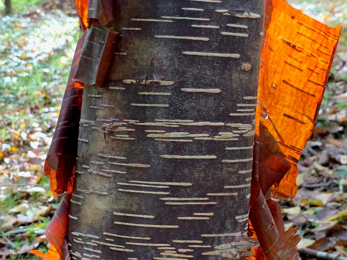 Birches: the UK’s ‘lady of the woods’ has some handsome Asiatic&nbsp;consorts
